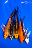 PACK OF (5) 4.5-6" BUTTERFLY KOI