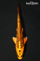 5" BENI KIKOKURYU