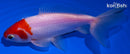 5.5" WAKIN GOLDFISH