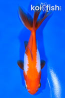 5.25" WAKIN GOLDFISH