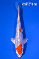 5.5" GINRIN HARIWAKE