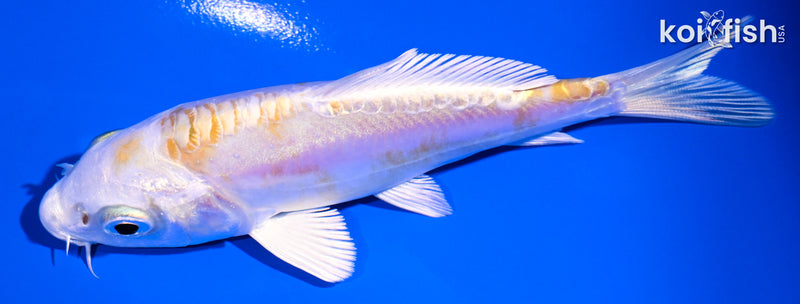 4.25" DOITSU LEMON HARIWAKE