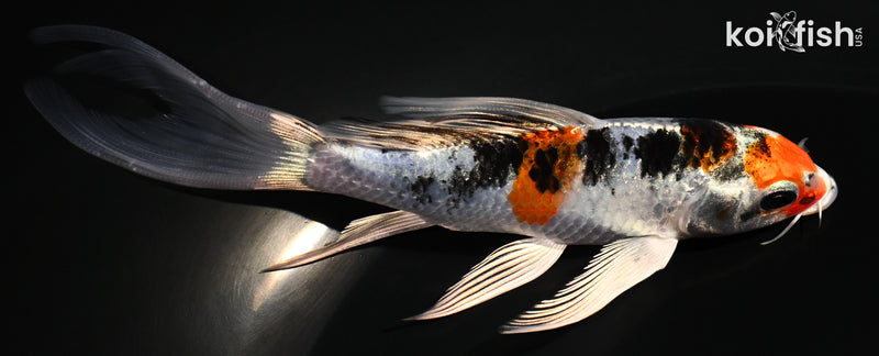 5" YAMATO NISHIKI BUTTERFLY
