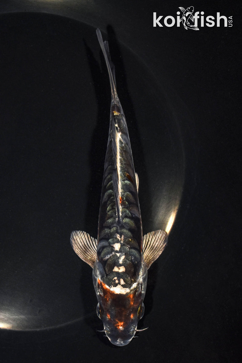 5.75" ARAGOKE BENI KIKOKURYU