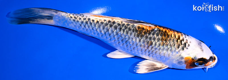 7.25" BENI GINGA