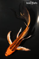 8.5" KUJAKU BUTTERFLY