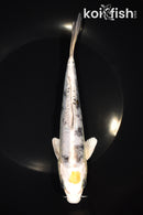 8" MARUTEN KIN KIKOKURYU