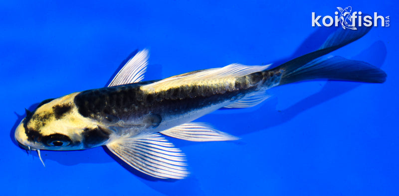 5" KIN KIKOKURYU BUTTERFLY