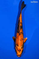 8.25" KIN HI UTSURI