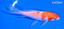 5.25" KOHAKU BUTTERFLY