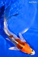 6.25" KUJAKU BUTTERFLY