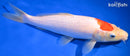 10.5" TANCHO KOHAKU