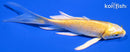 4.75" YAMABUKI OGON BUTTERFLY