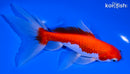 6.25" SARASA WATONAI GOLDFISH