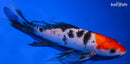 7.75" SANKE BUTTERFLY