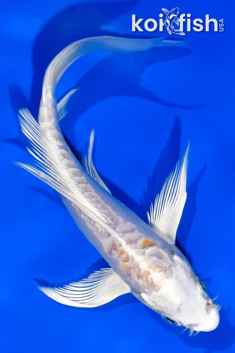 6" DOITSU HARIWAKE BUTTERFLY