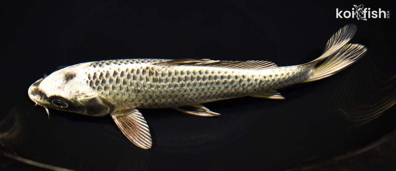 8.5" GIN MATSUBA