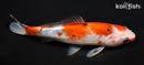 6.5" COMET GOLDFISH