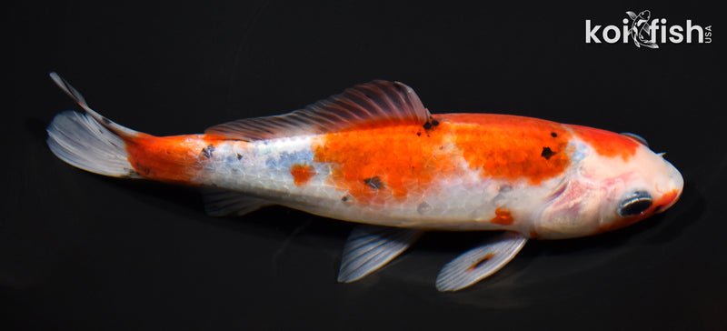 6.5" COMET GOLDFISH