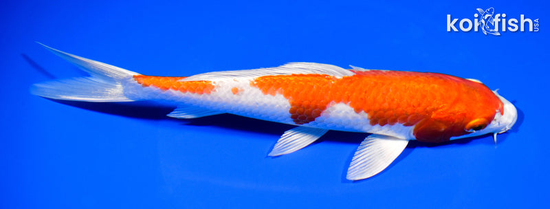 8.75" HARIWAKE
