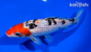 7.25" GINRIN SANKE