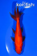 5.25" WAKIN GOLDFISH