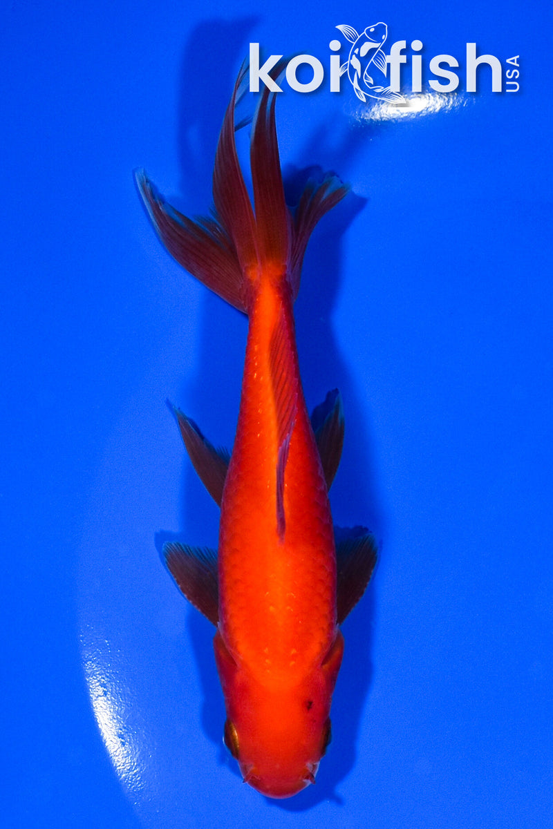 5.25" WAKIN GOLDFISH