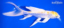 7.25" ARAGOKE LEMON HARIWAKE BUTTERFLY