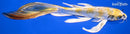8.75" KUJAKU BUTTERFLY