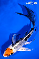 5.5" YAMATO NISHIKI BUTTERFLY