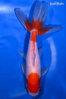 6.5" WATONAI GOLDFISH