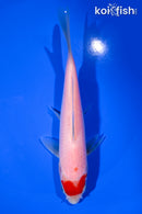 5.75" KOHAKU