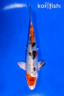 5" GINRIN YAMATO NISHIKI