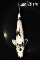 7.5" GINRIN GIN SHIRO UTSURI