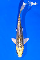 4.5" KIN KIKOKURYU