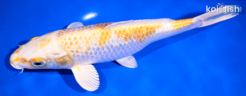9.5" GINRIN HARIWAKE