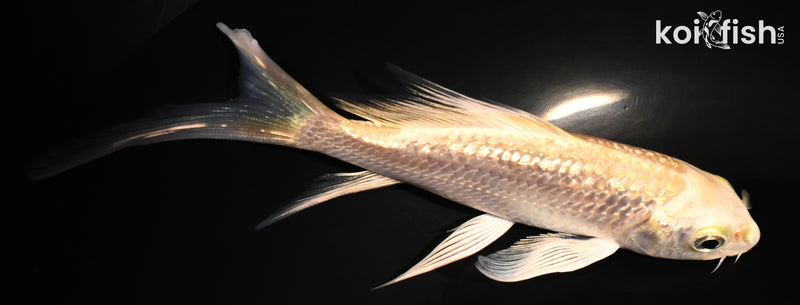 4.75" GINRIN YAMABUKI OGON BUTTERFLY