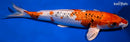 12" GINRIN YAMATO NISHIKI