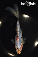 7.5" SHUBUNKIN GOLDFISH