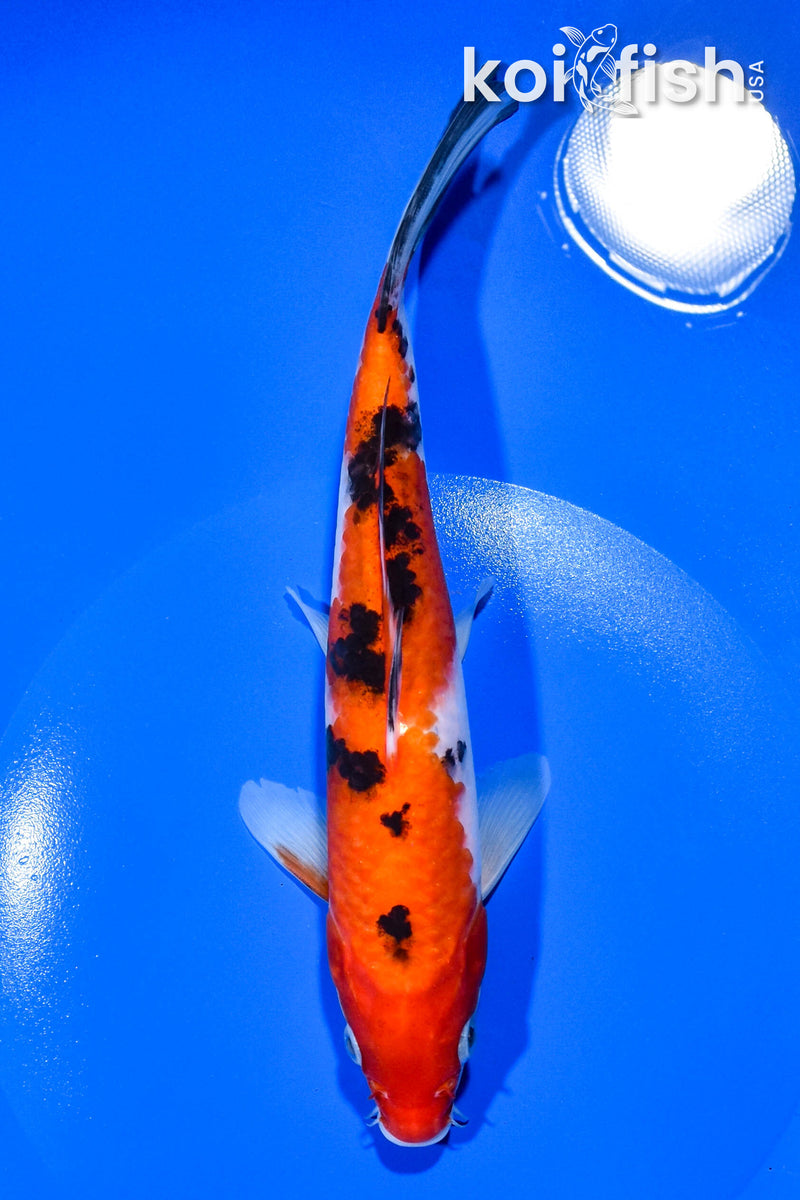 8" SANKE