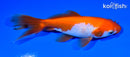 5.25" WAKIN GOLDFISH