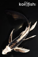 8.75" KIKOKURYU BUTTERFLY