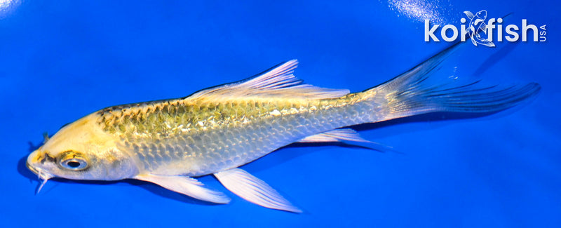 5" GINRIN KI MATSUBA BUTTERFLY