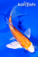 5" GINRIN HARIWAKE BUTTERFLY