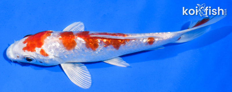 5.5" GINRIN HARIWAKE