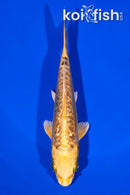 5.25" GINRIN ARAGOKE KI MATSUBA