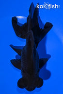 5.25" TELESCOPE FANTAIL GOLDFISH