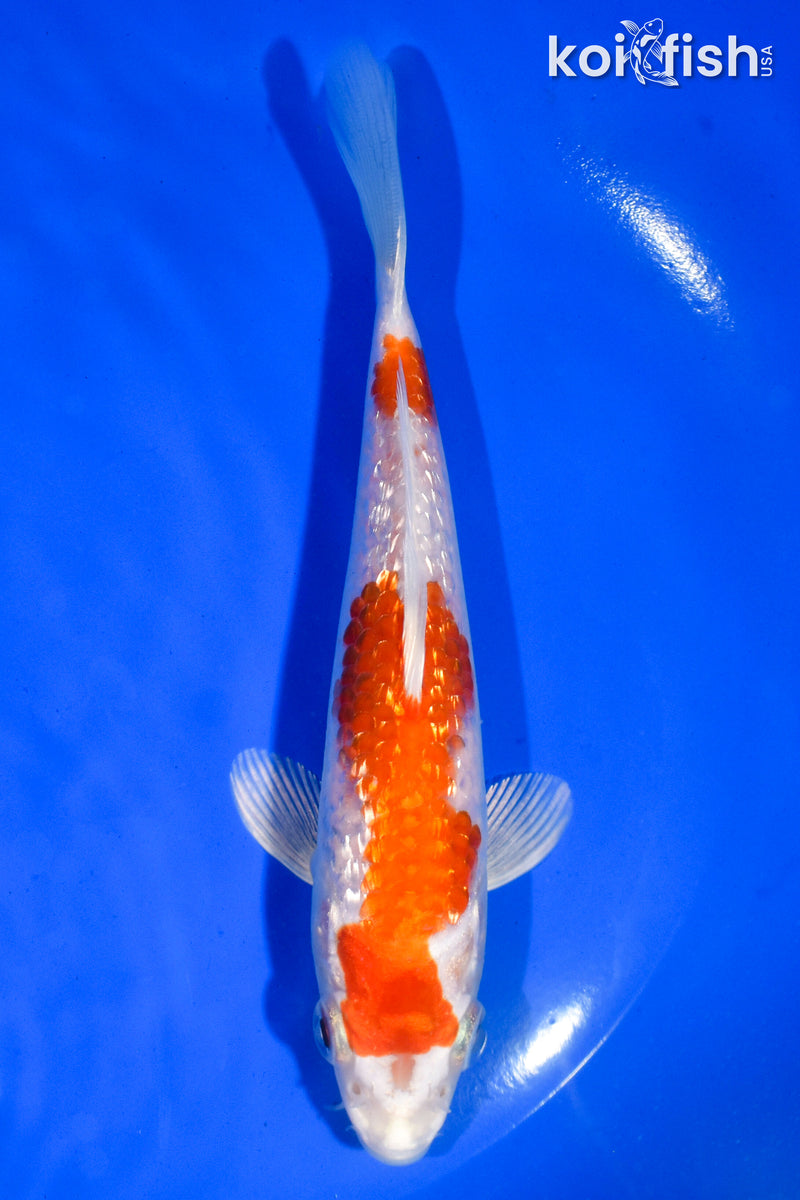 5.5" GINRIN HARIWAKE