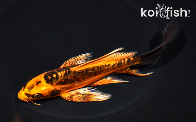 6.5" BENI KIKOKURYU BUTTERFLY