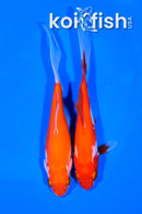PAIR OF (2) 5" COMET GOLDFISH